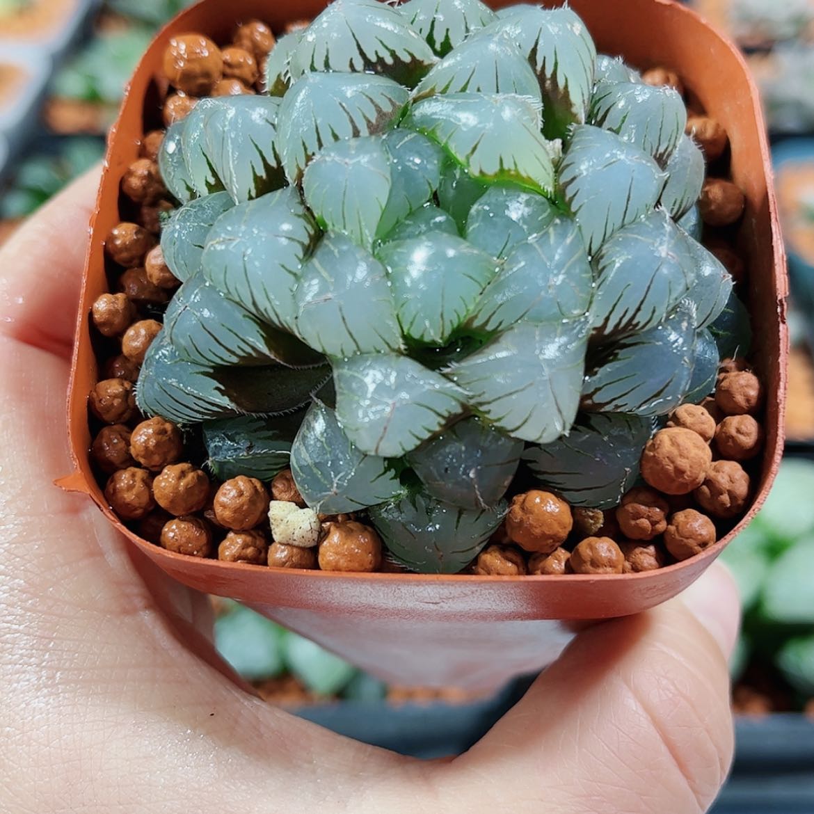 【闪购商品】赤线玉露