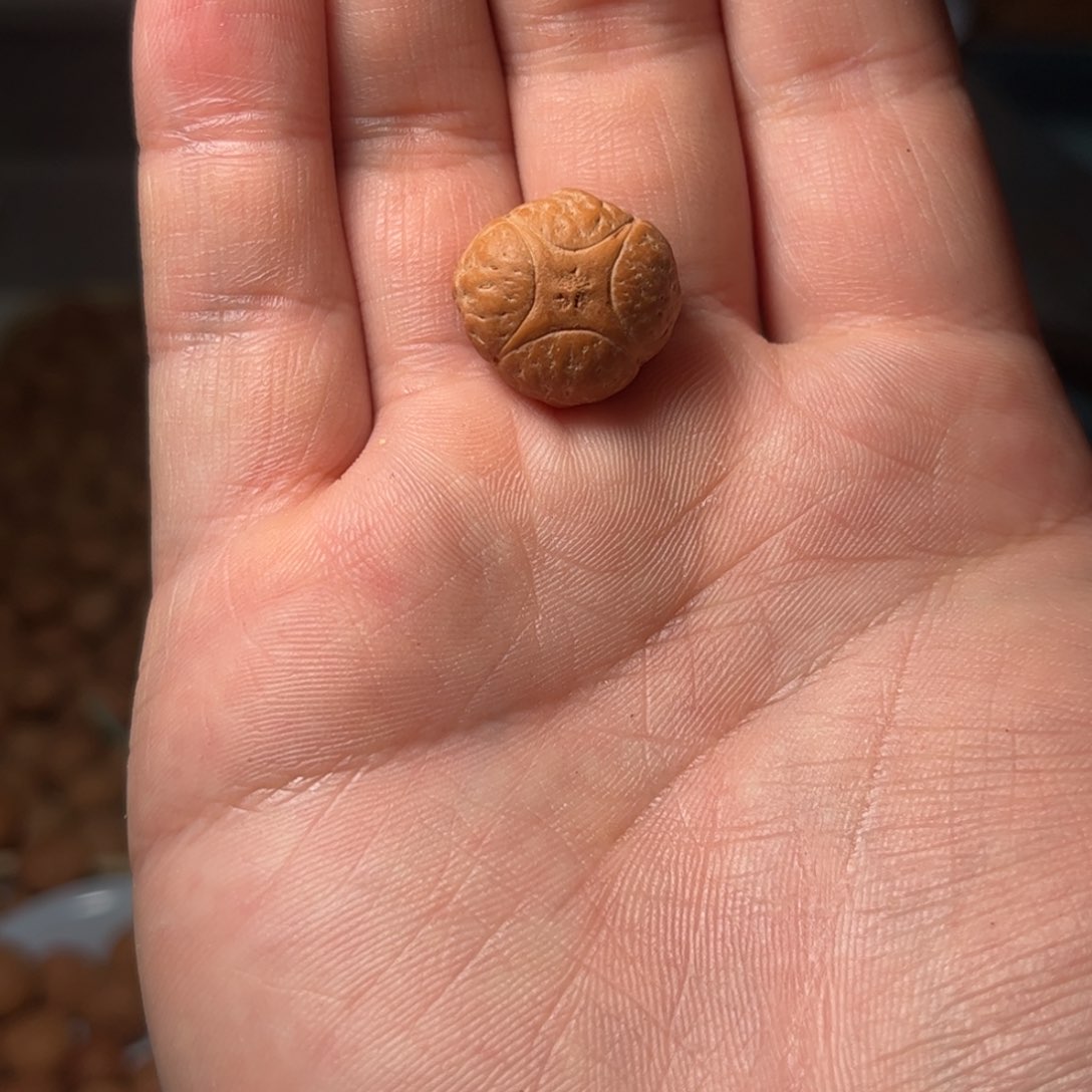 桃核吊坠二***n18.8mm麒麟眼单颗，开孔不退，偏远不包