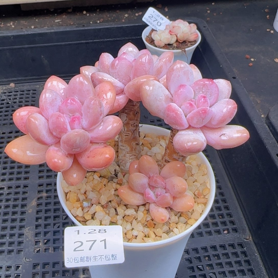 俊*涵香水老桩一颗脱土发货