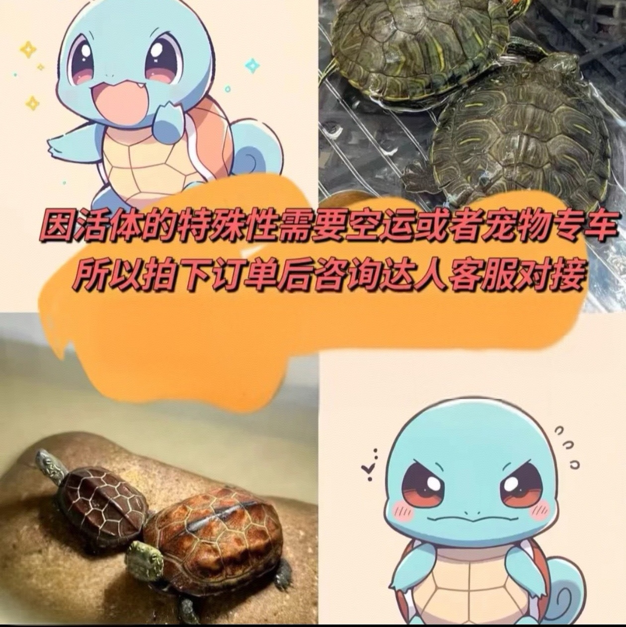 专业活体宠物链接（四）