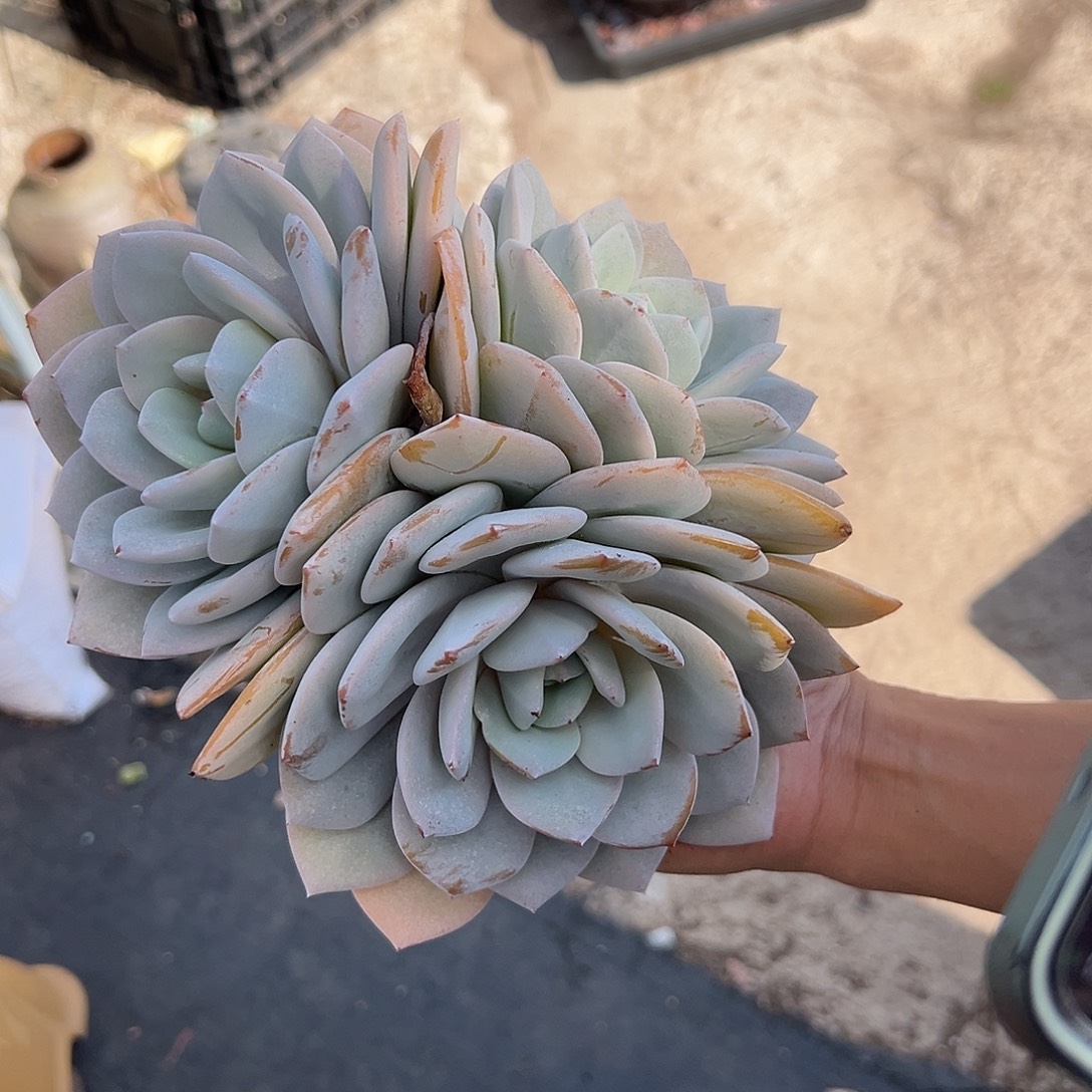 三头奶茶。      多肉