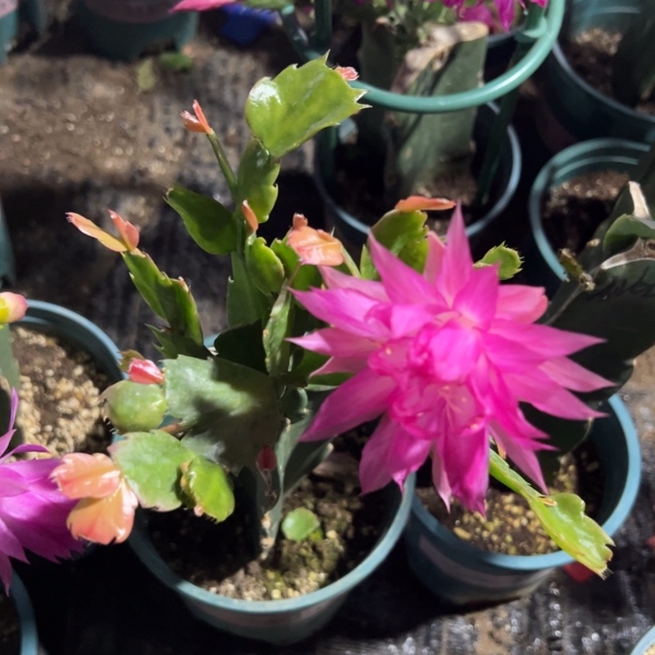 日***出72号038粉色重瓣，66666