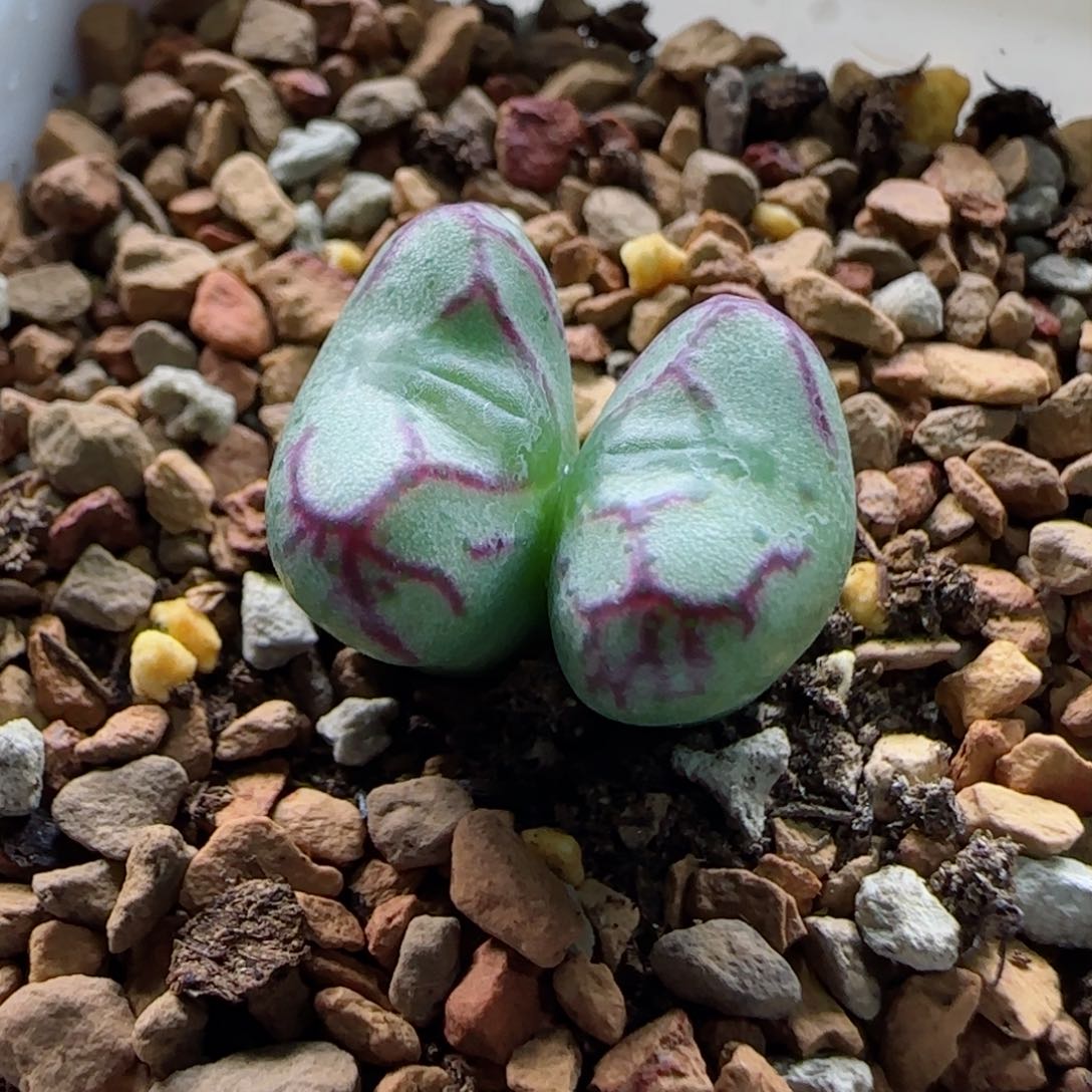 1-22-1-3当天满58包邮铅笔画杂交1.4cm长腿脱土