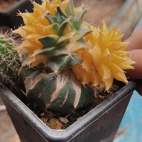 3985双头地冠锦特价出