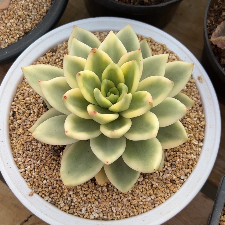 祝之松锦 阿松多肉