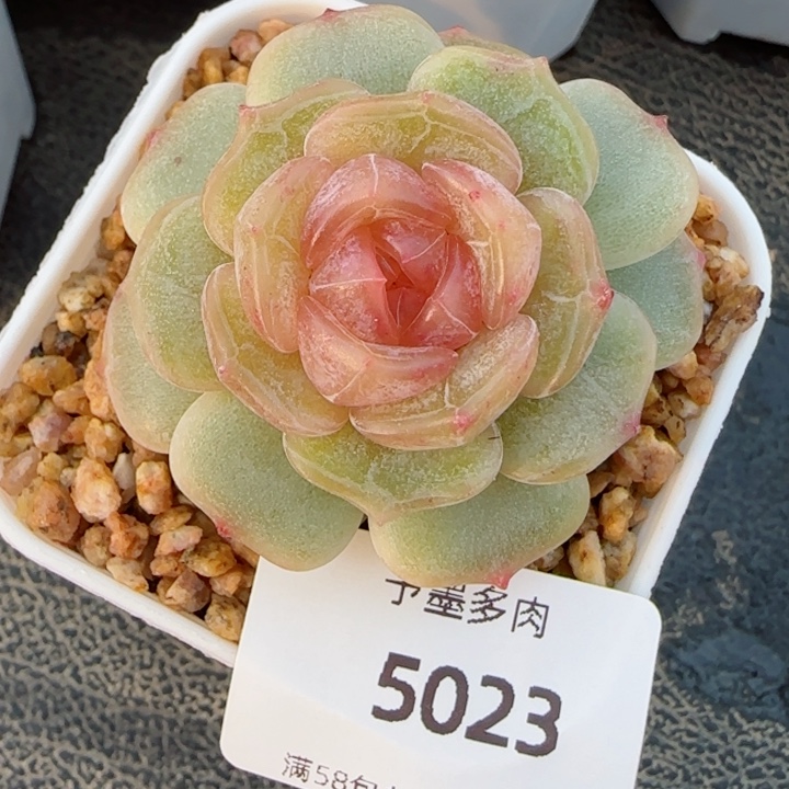 粉色恋人，5023多肉植物