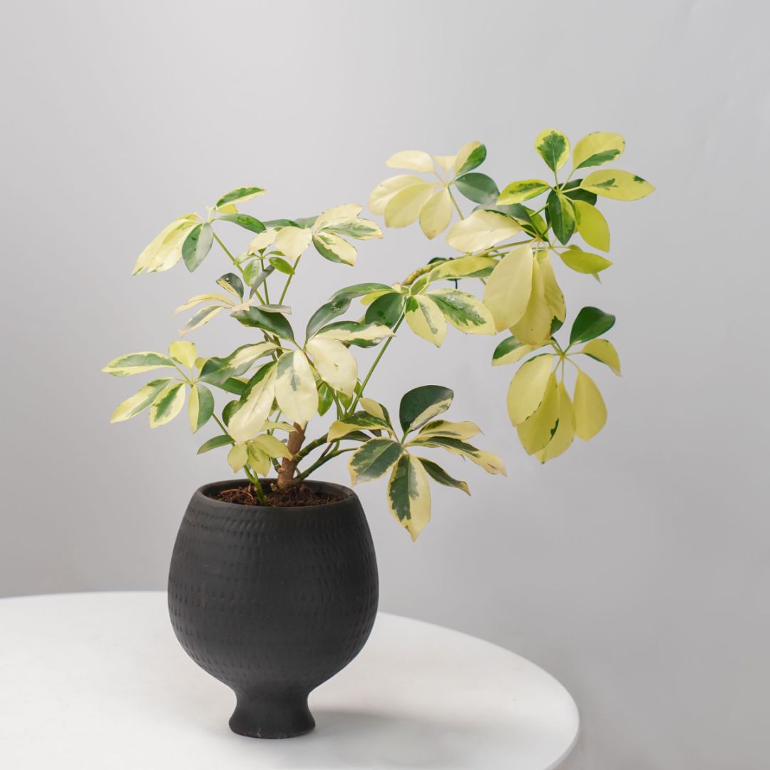 土培花叶鸭脚木鹅掌柴室内观叶植物 送磨砂花盆