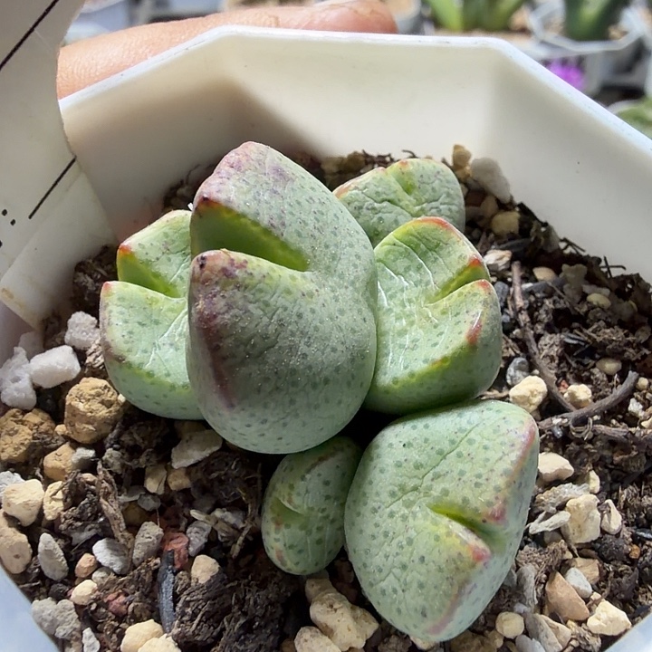 197。满38包邮肉锥