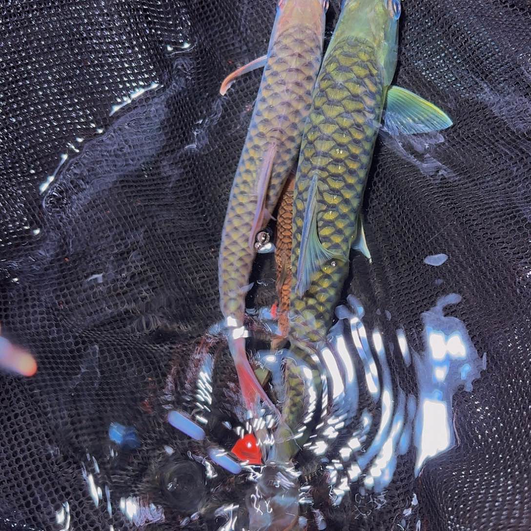 吉罗鱼缅甸红腹国结 巴拉