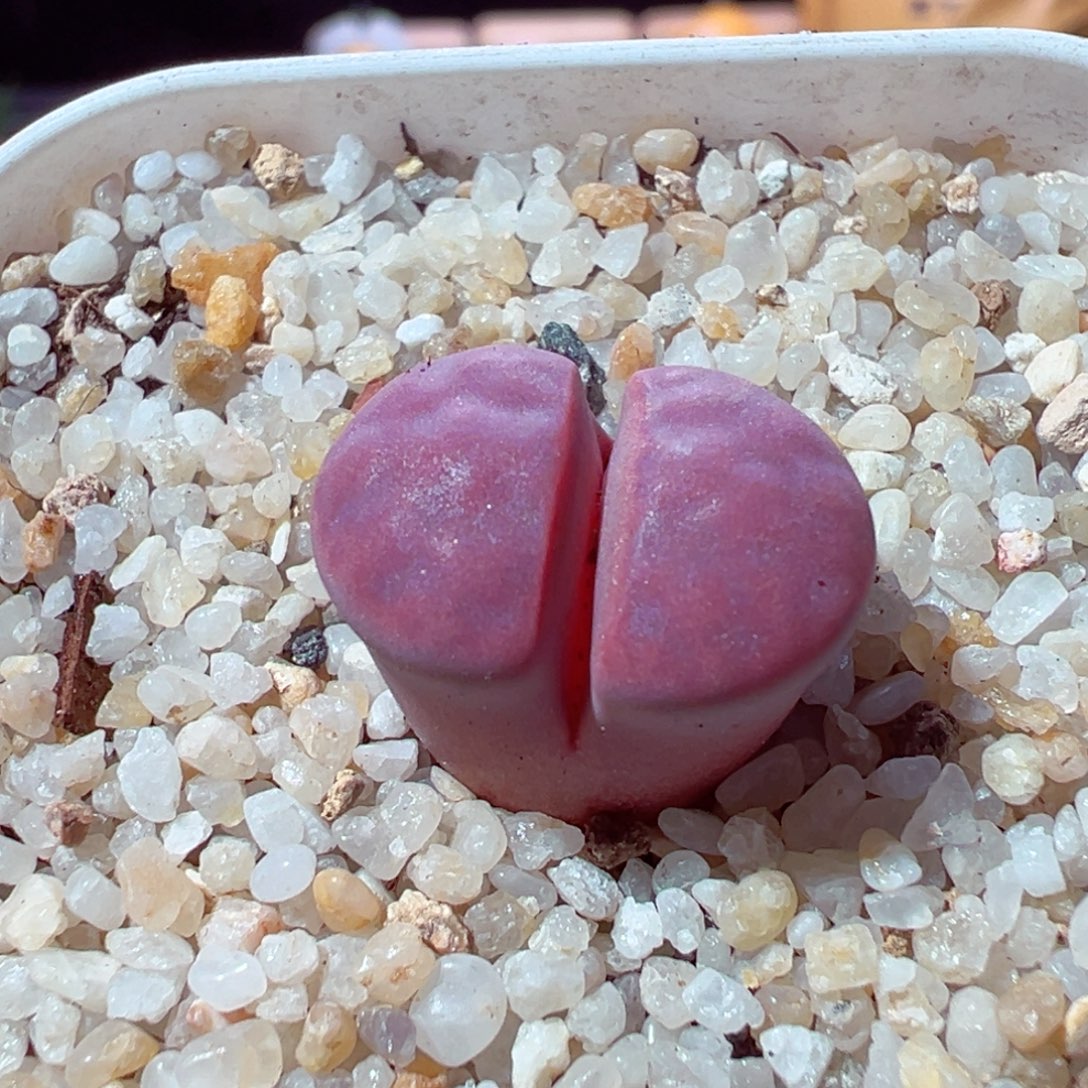 1121-729变异蔓越莓