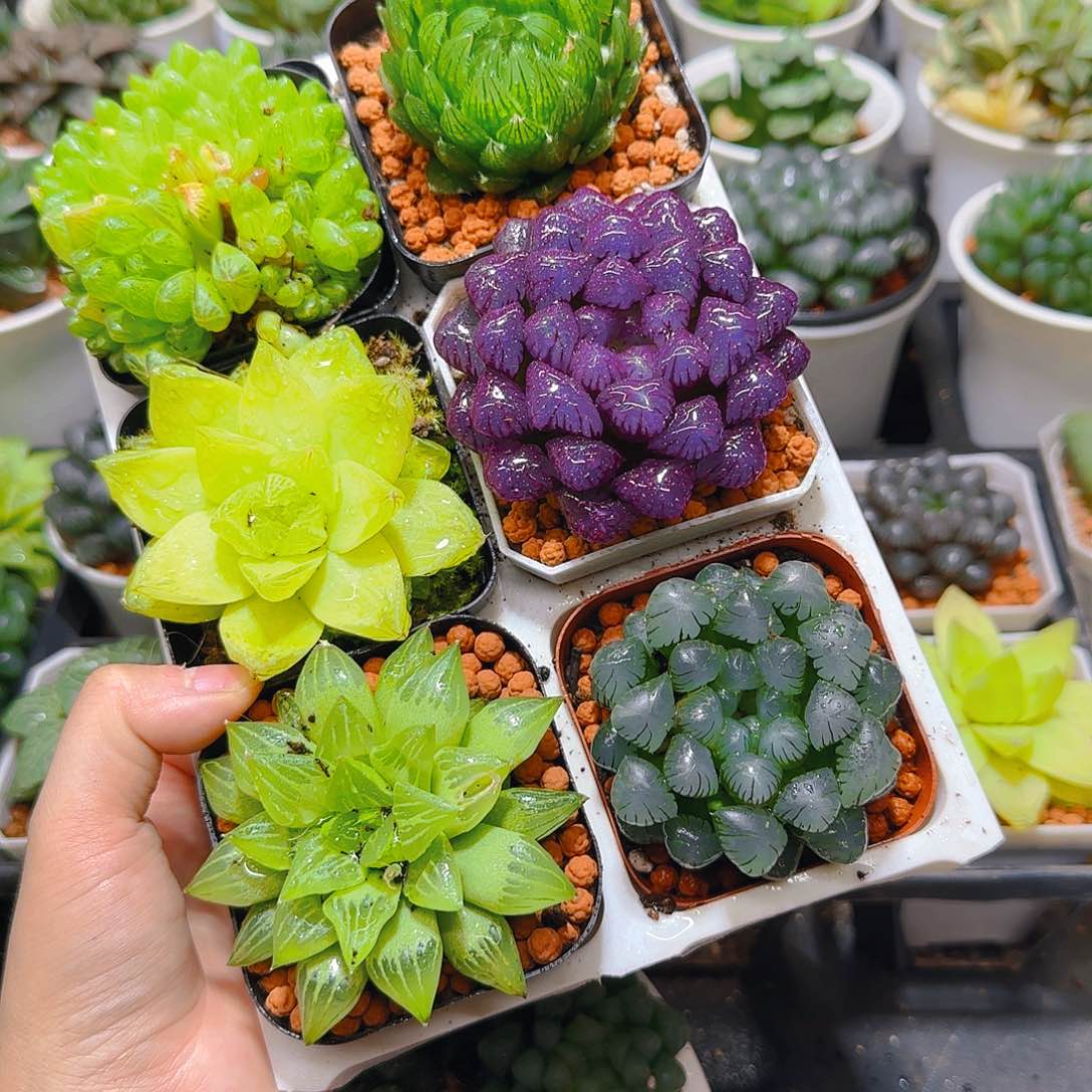 玉露六件套，紫宝石，原盆