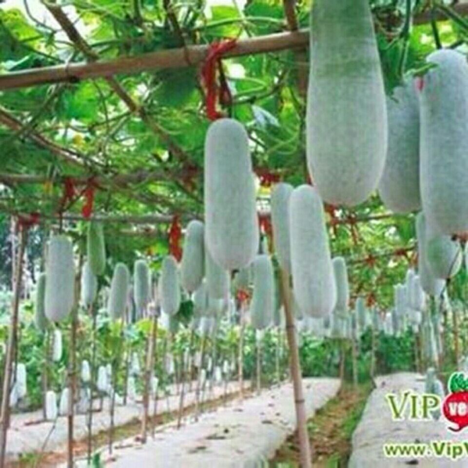 【全店满五包包邮】特大粉皮冬瓜种子 大冬瓜种籽 蔬菜种籽 四季