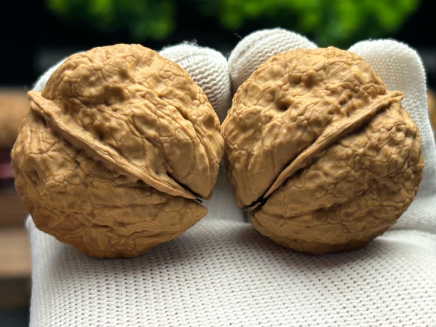 40mm肌肉蟾 一物一图