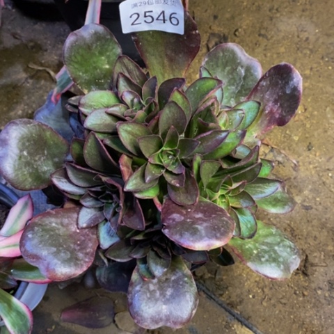 魅金玫瑰多肉植物2546