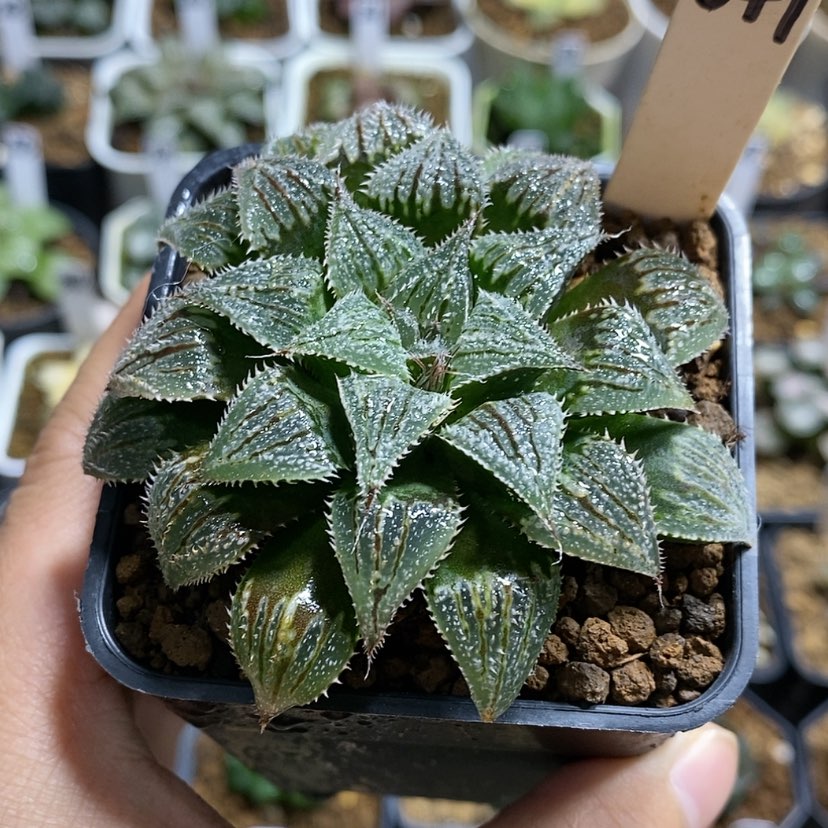 【闪购商品】347实生