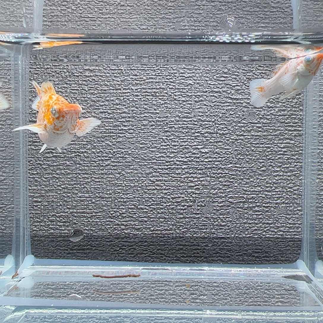 孔雀鱼樱花元宝体钻眼