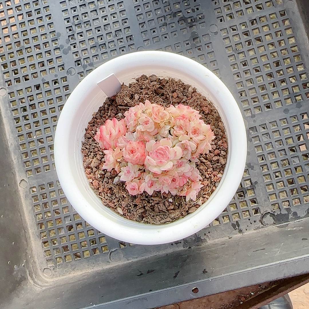 浅***水1128-22（ttp-43-1）