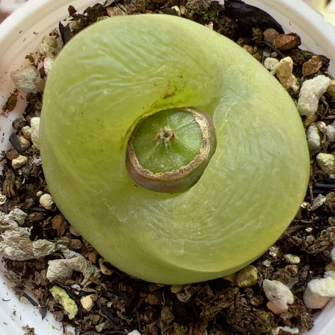 【闪购商品】342 大o泡