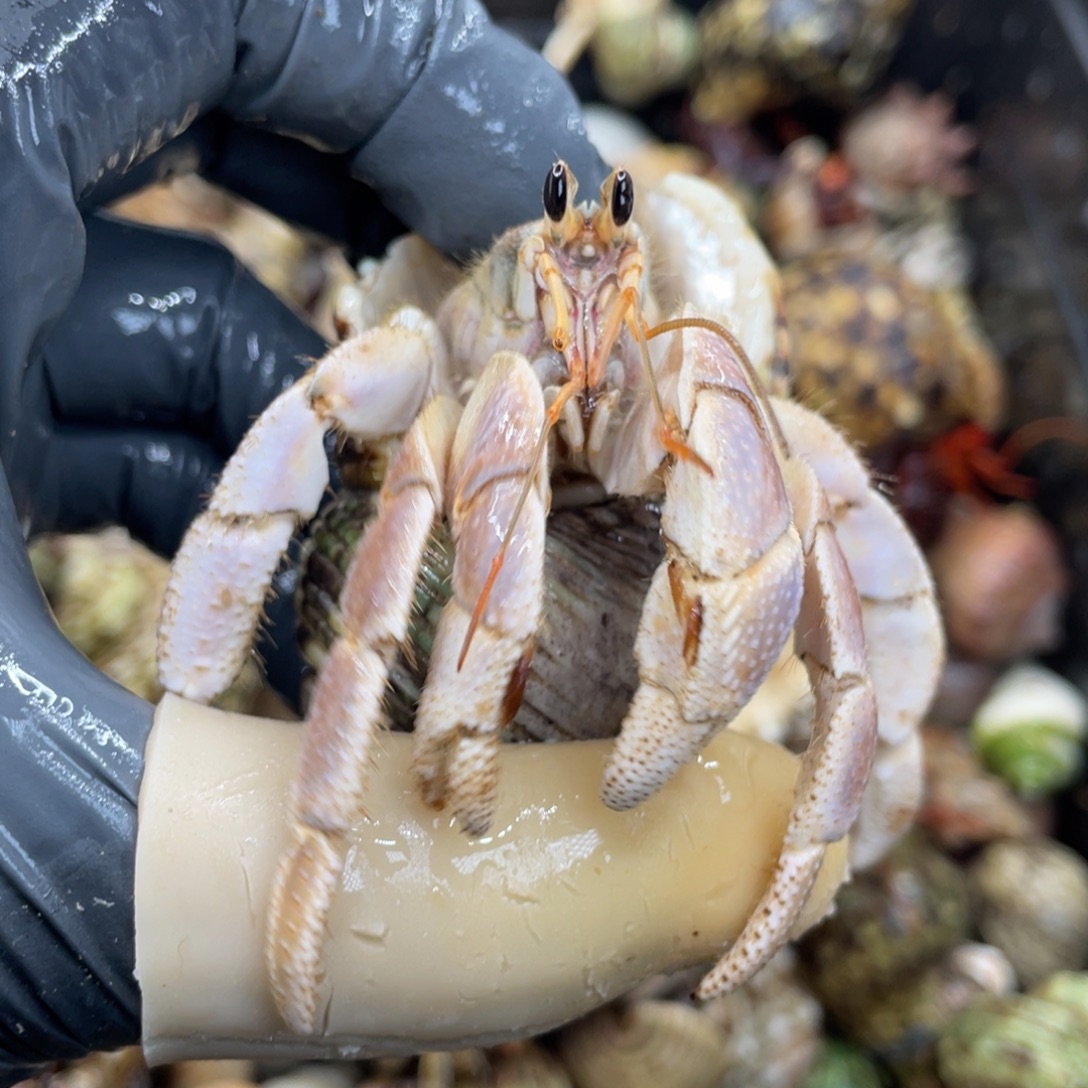 不退不换活体宠物48