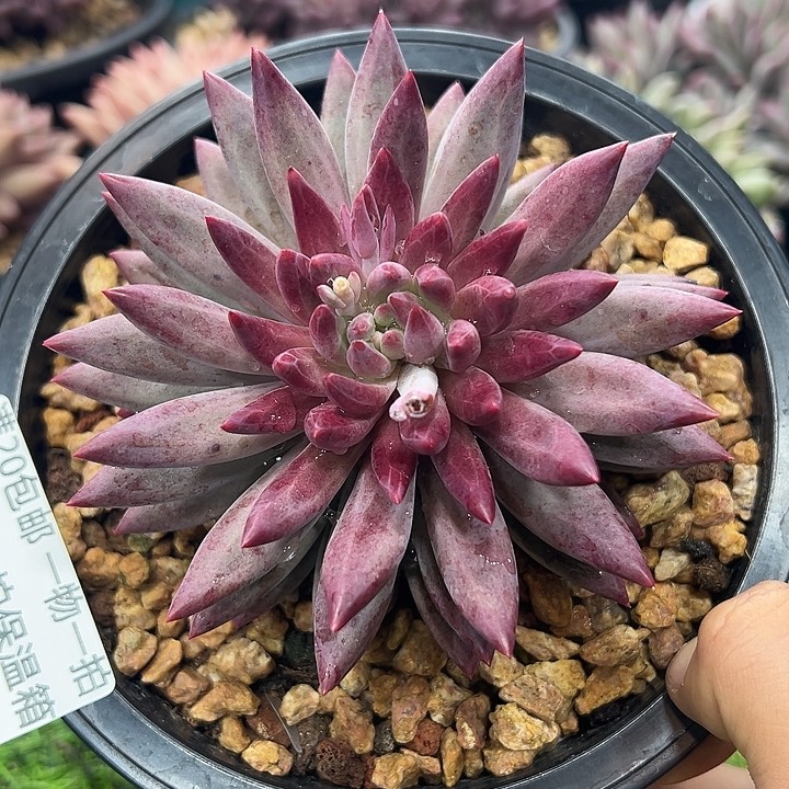 1003047 虞美人单头10厘米溏心色