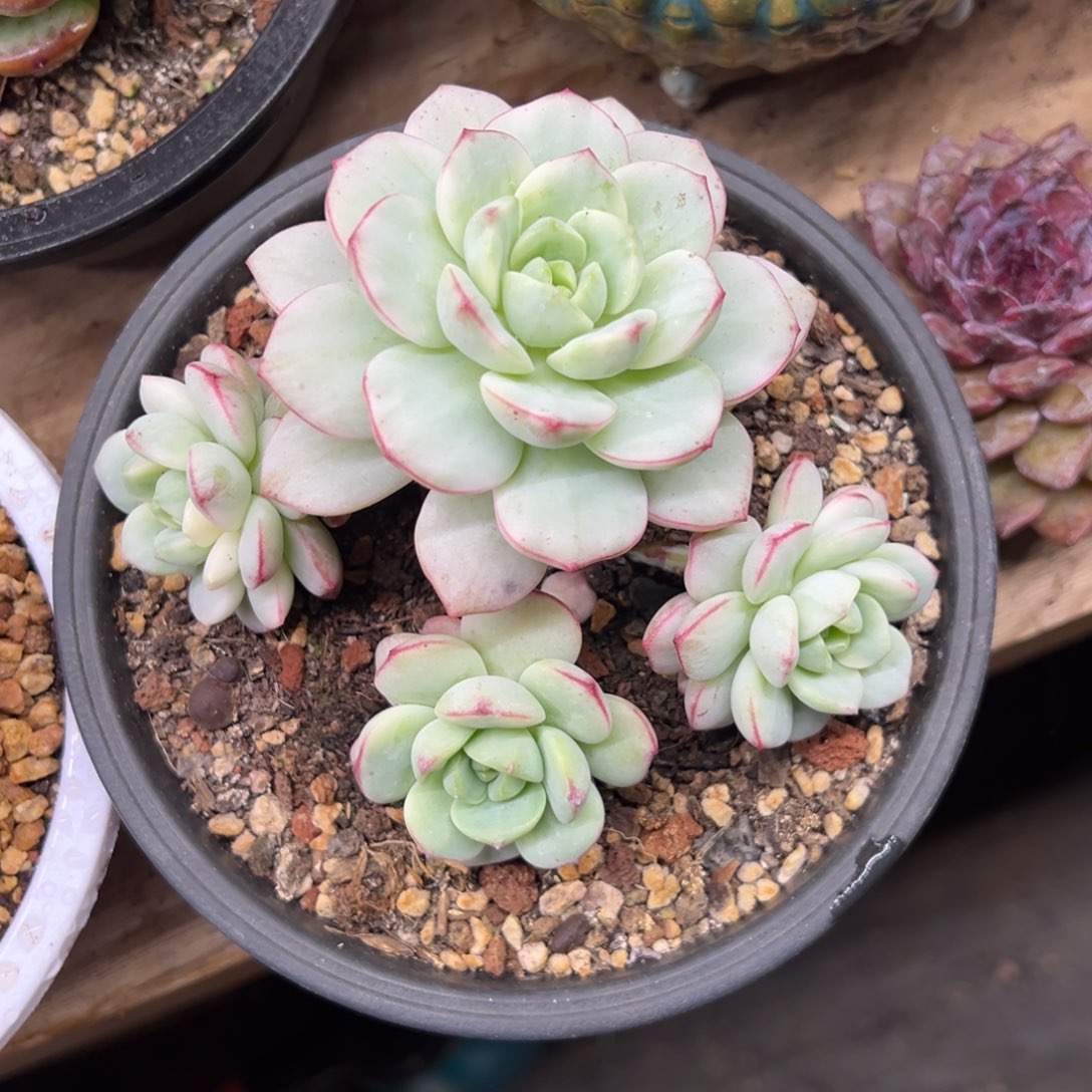 香草比斯锦 夏鸣园艺