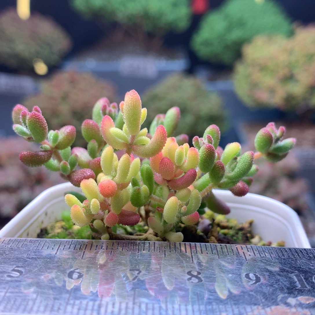 c252红宝石锦枝干番杏