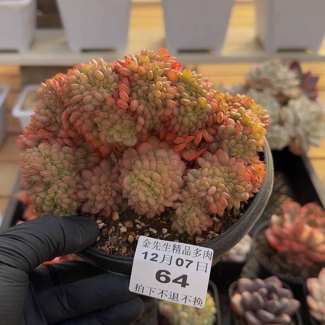 1207-64糖果宝贝缀