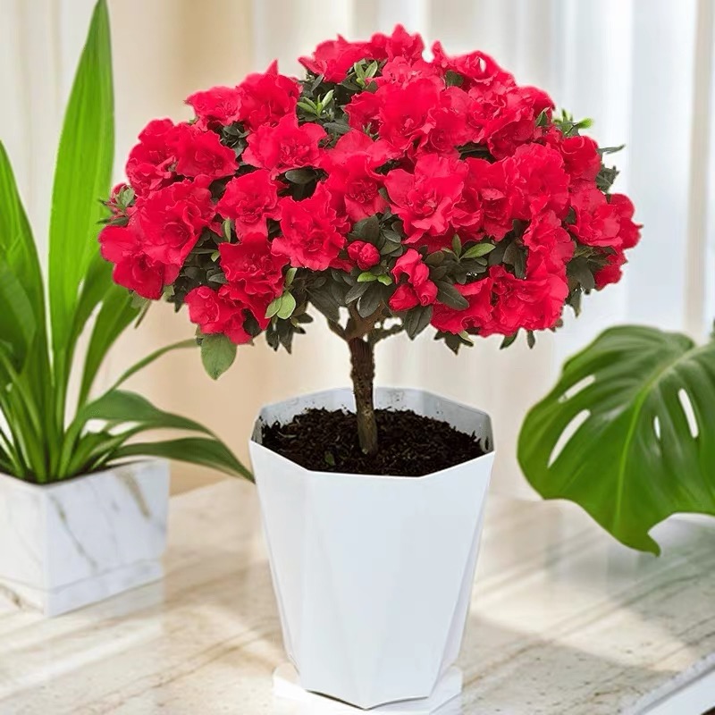 （冠幅25cm左右）红宝石 中国红杜鹃花 室内阳台客厅 绿植花卉盆栽 