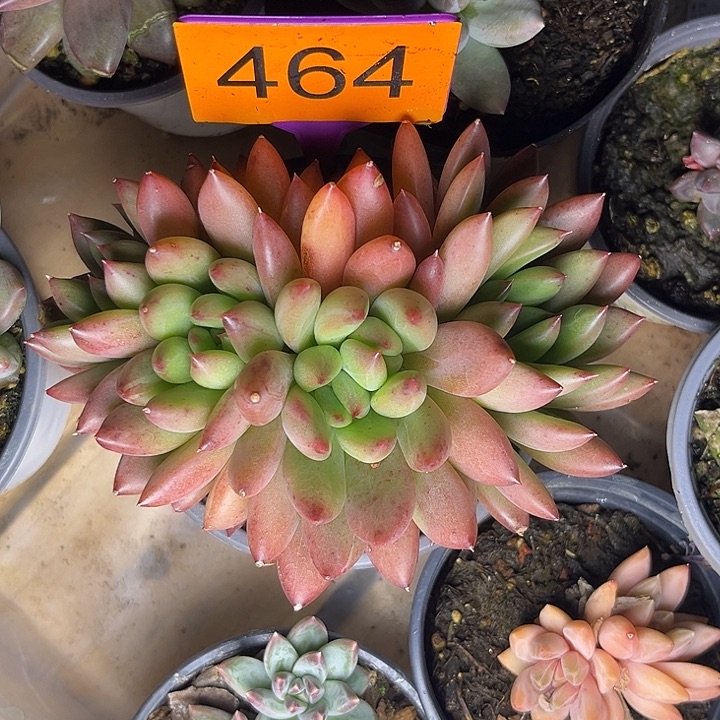 多肉植物紫米露464