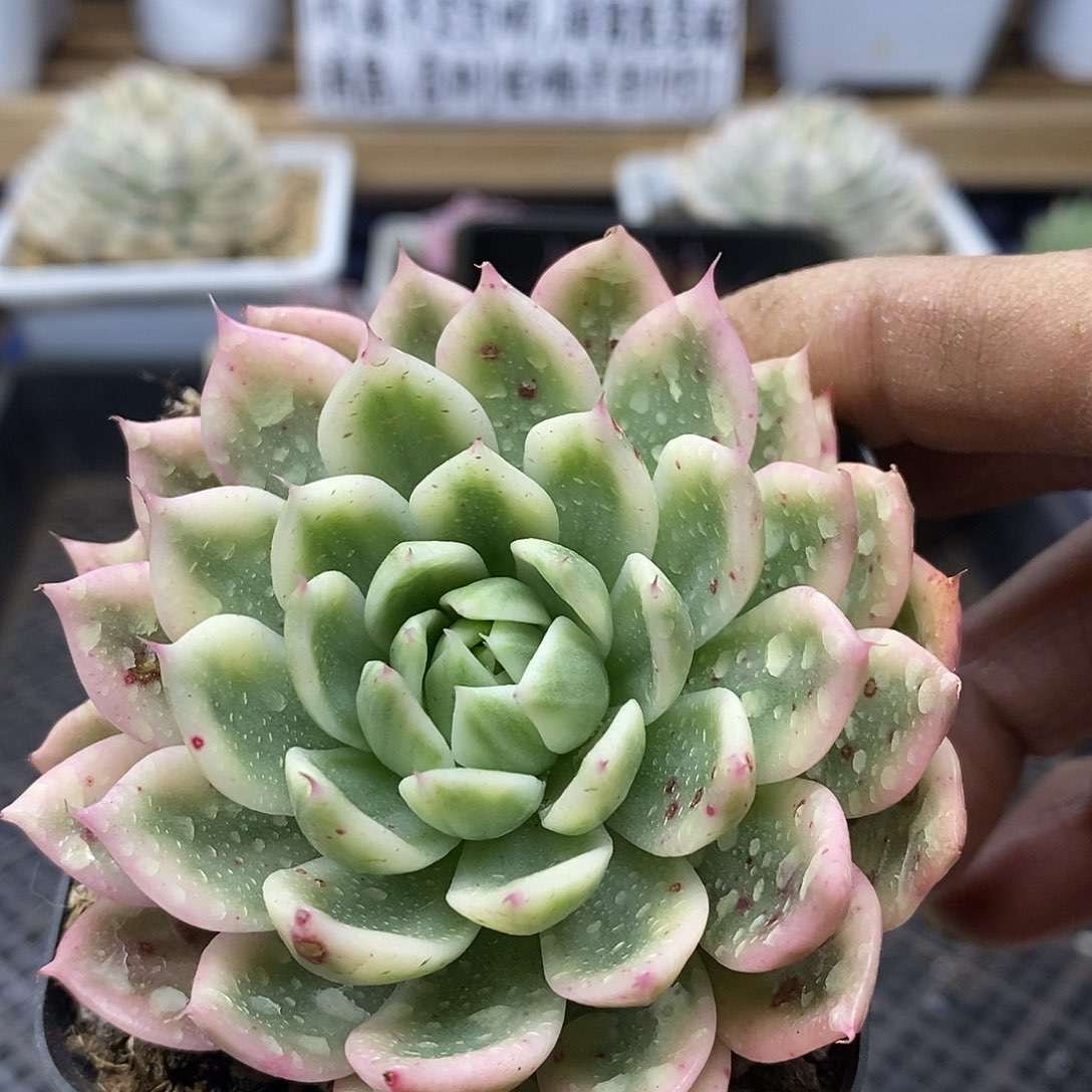 2780 蝴蝶飞舞锦