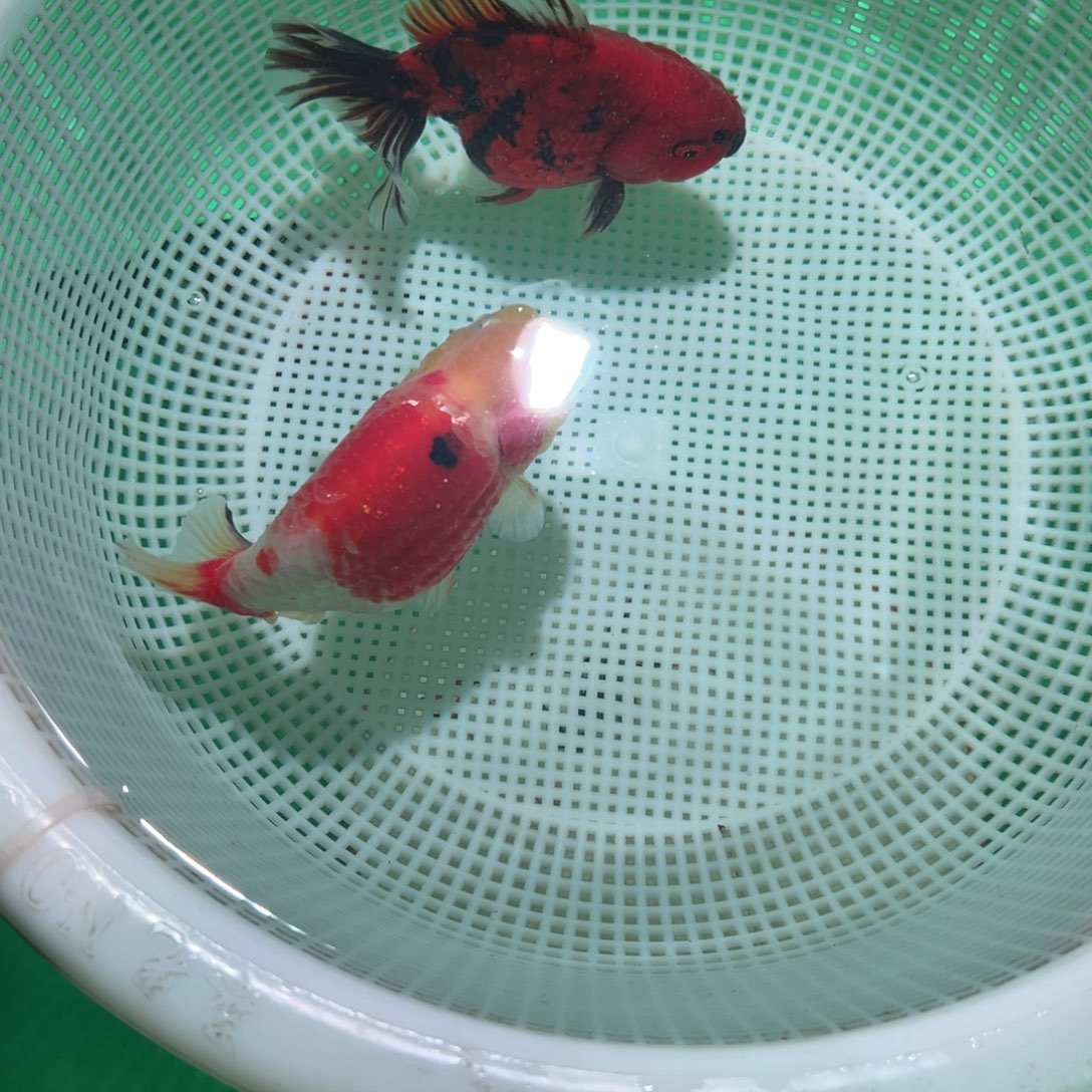 风***言海水鱼潘氏金鱼兰寿金鱼