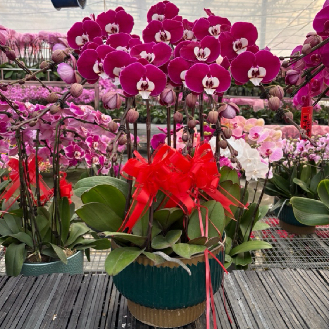 米歇尔组盆生鲜植物带花剑带花苞盆栽室内外好养默认微瑕介意勿拍谢谢配合