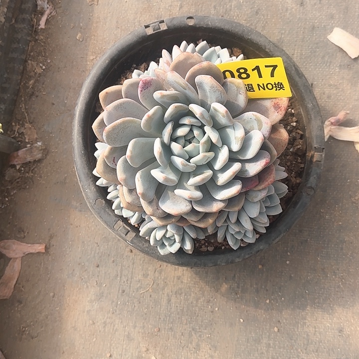 817号无砍奥橙群生