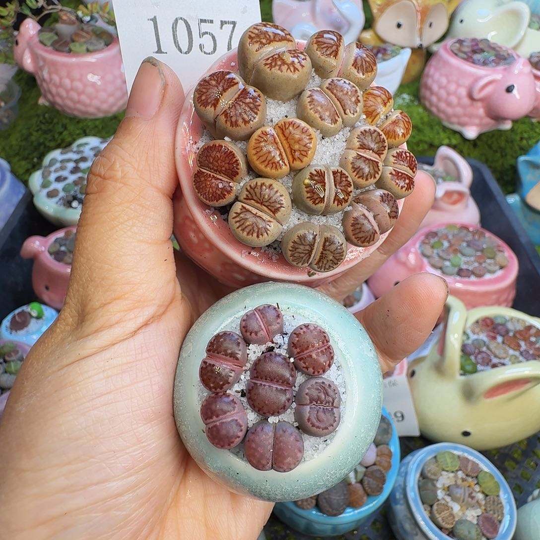 一***皮多肉植物开播福利1057