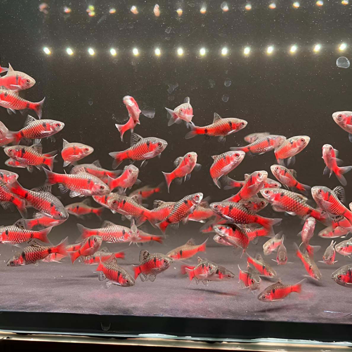 钻石彩虹鲫冷水广温观赏鱼彩虹钻石鲫水草溪流缸群游耐寒易养耐活