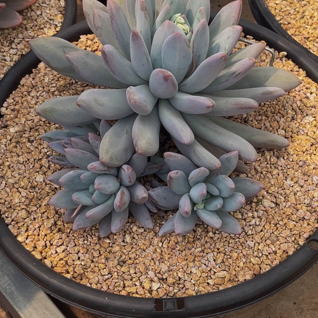 2340号上午多肉植物群生多肉植物