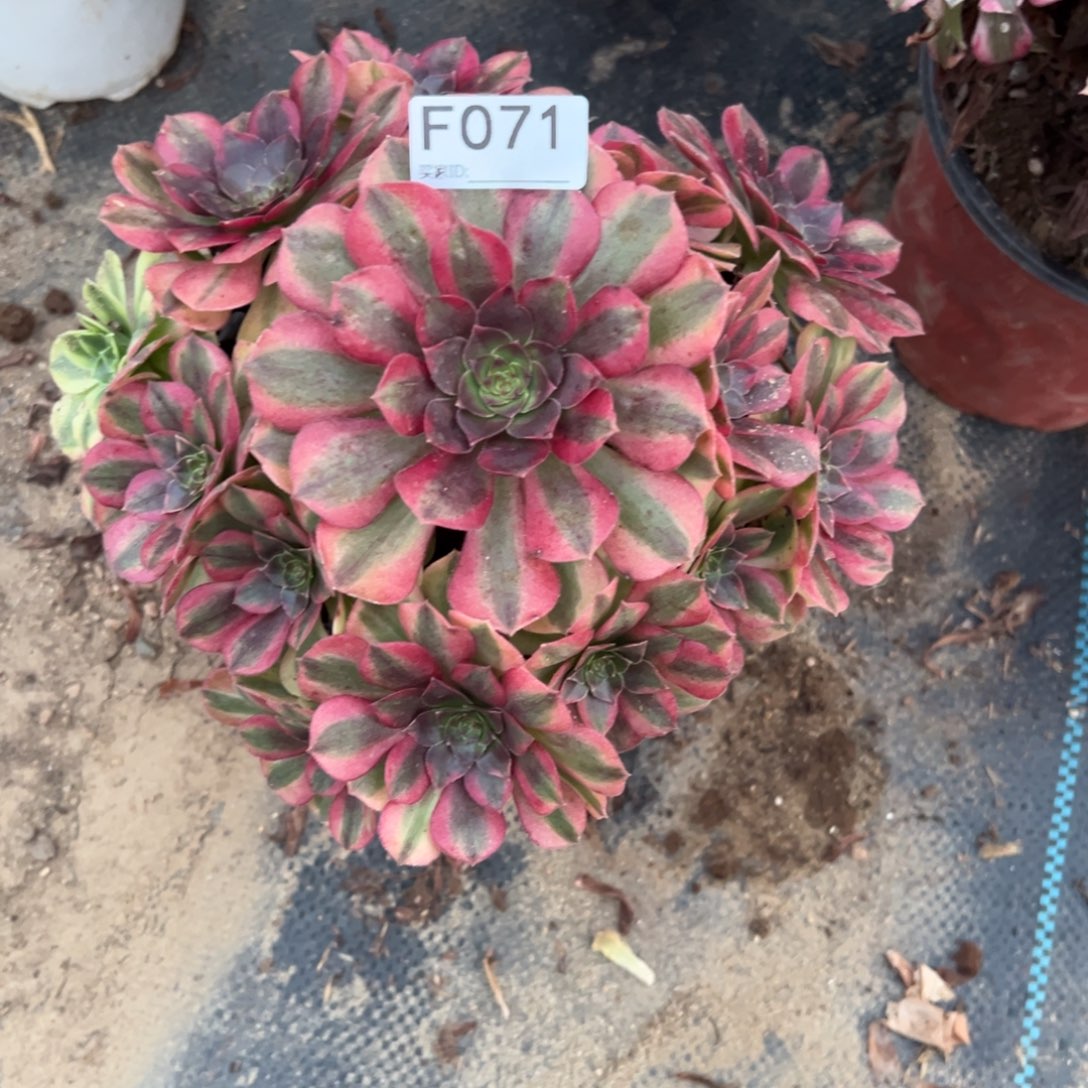 071雨荷多肉植物法师多肉