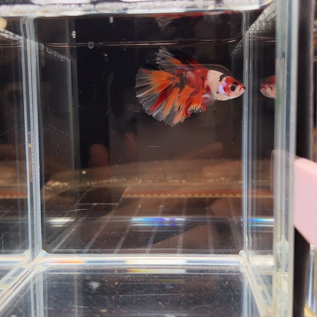 海水鱼宙斯斗鱼竞拍12-20