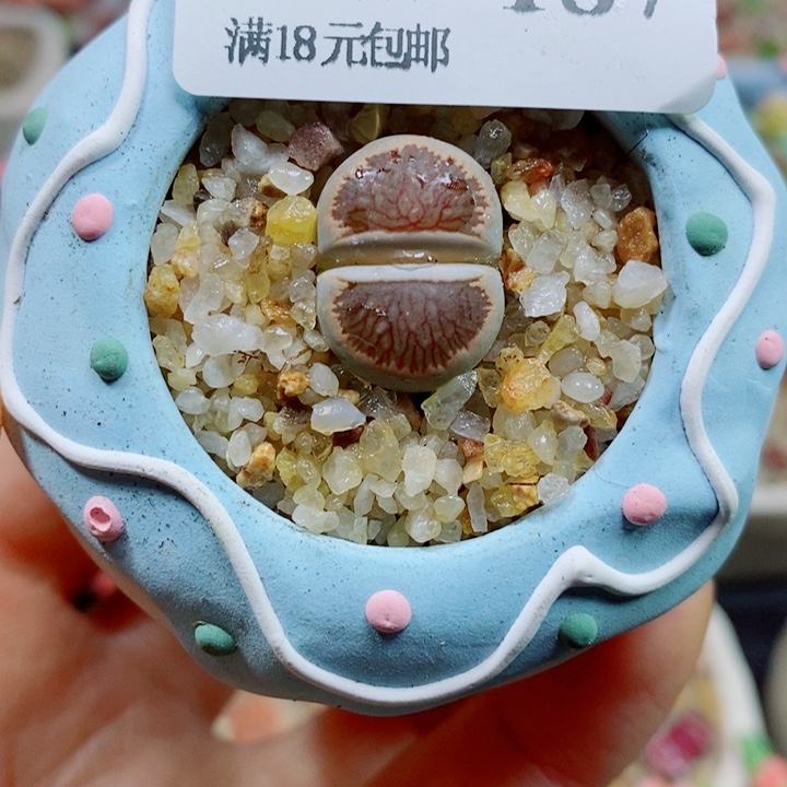 生石花花红红火火187