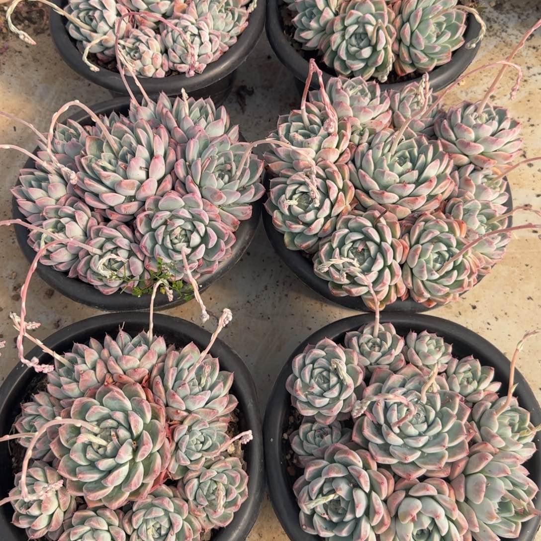 阿尔巴佳人凡艺多肉