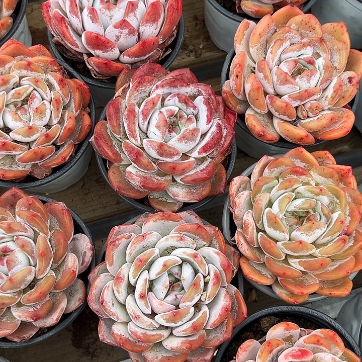 鲁***机五盆大单头橙梦露，两盆橙雪球