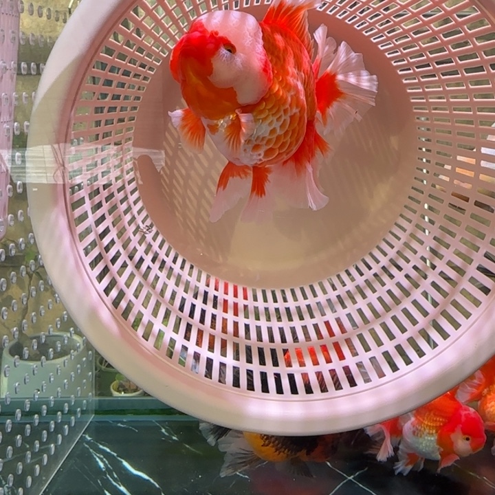 n***9金鱼观赏鱼 泰狮金鱼
