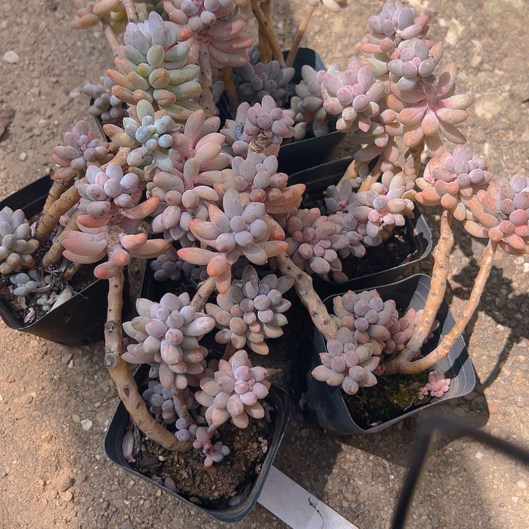 精品多肉婴儿手指七个现货发