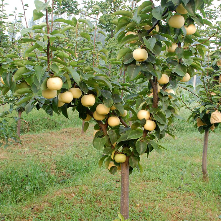 梨树苗彩虹梨树南北方盆栽地栽苗木果树种植当年结果库尔勒香梨树