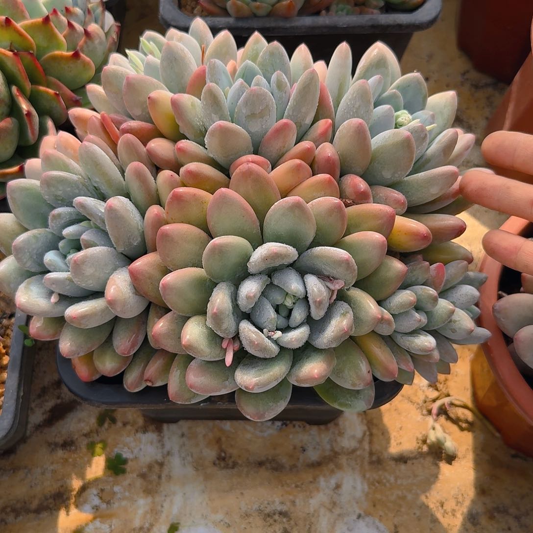 丨*多肉植物不带盆发货