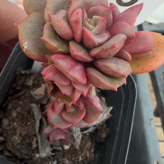 195大红袍多肉一物一拍