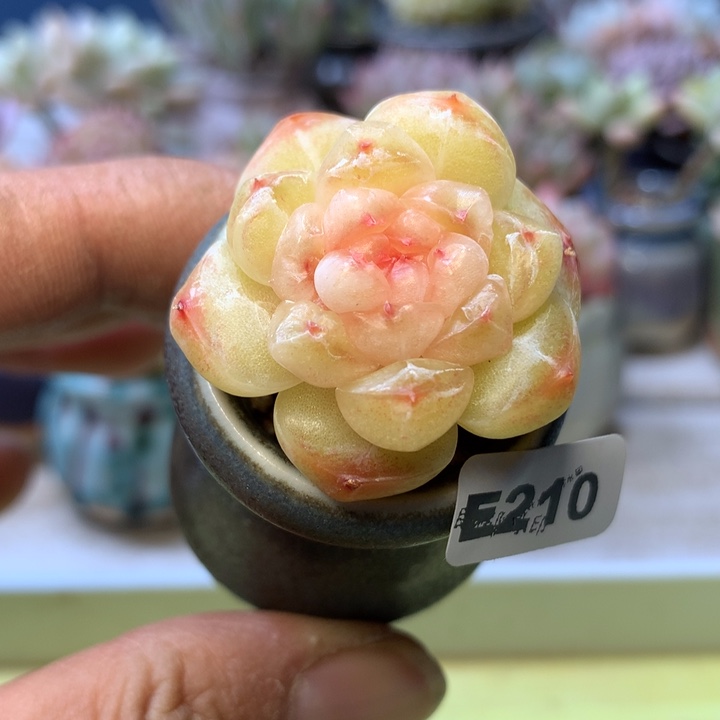 E210一物一拍带盆发