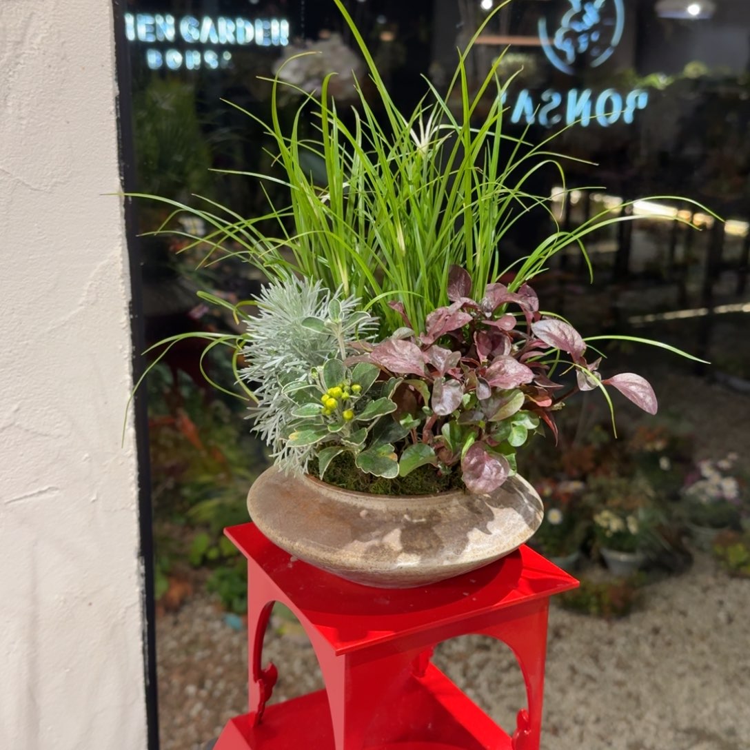 全部花朵山野草陶盆