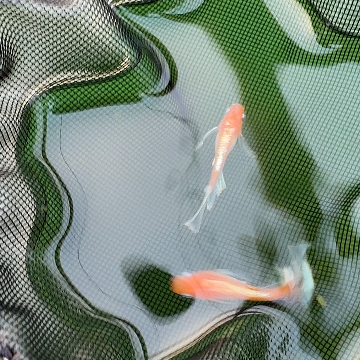 青鳉鱼编号 20 木红赤壁真长鳍一对