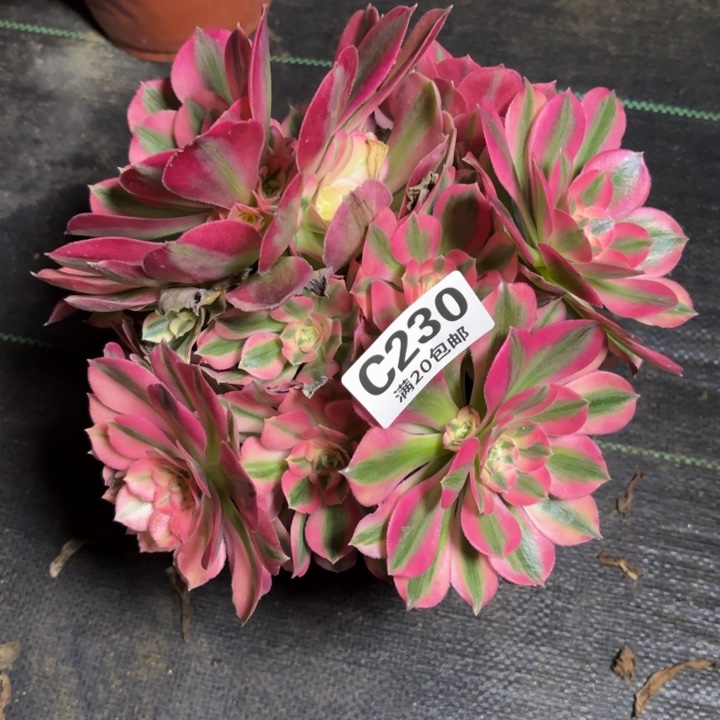 瑞妈一物一拍230